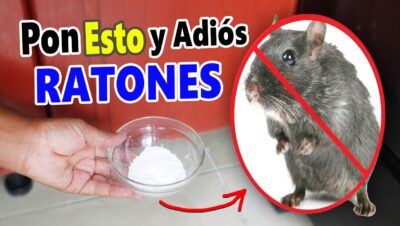 como eliminar ratones para siempre